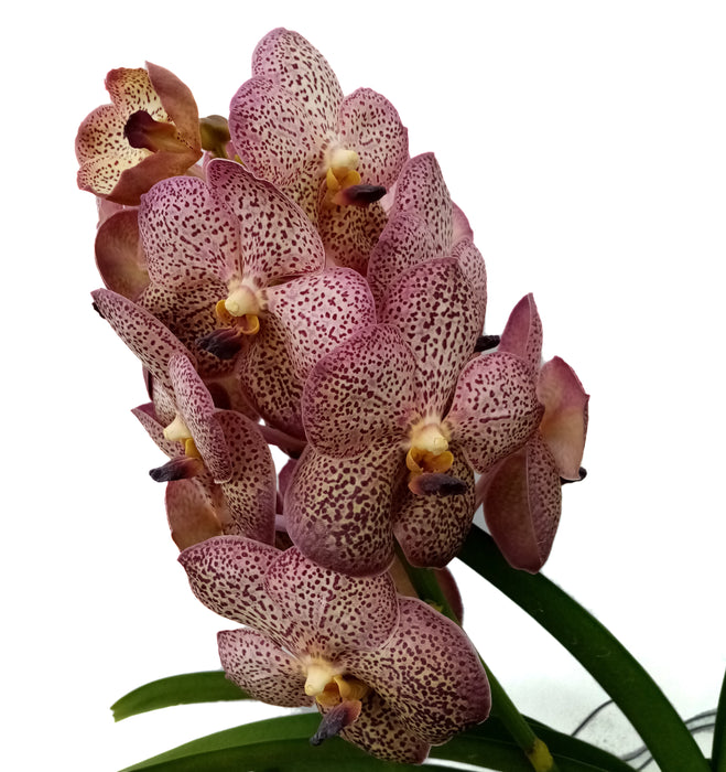 Vanda Kulvadee Fragrant No22