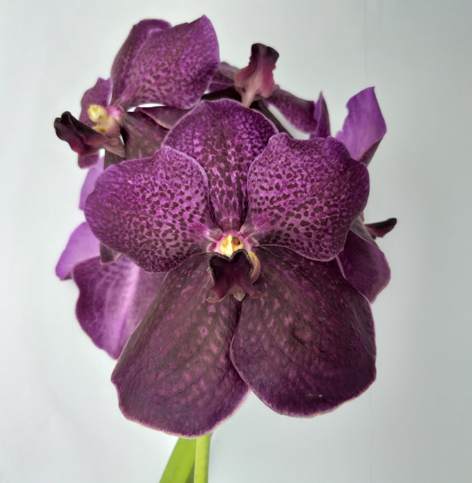 Vanda Robert's Delight 'Black'.