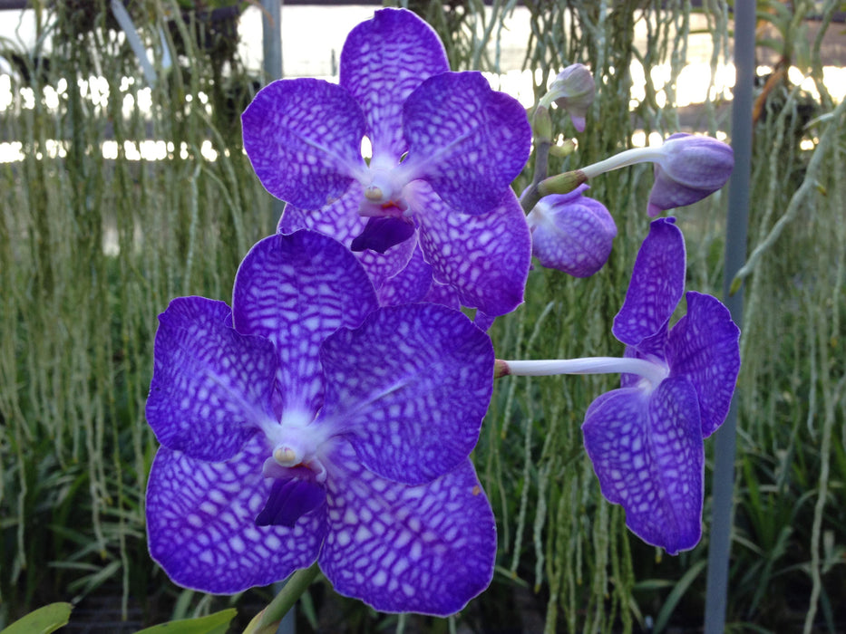 Vanda Bai Blue