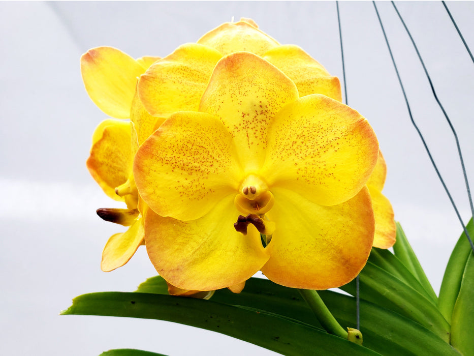 Vanda Boonyarit Plastel #24