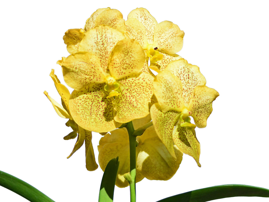 Vanda Boonyariat Gold #25