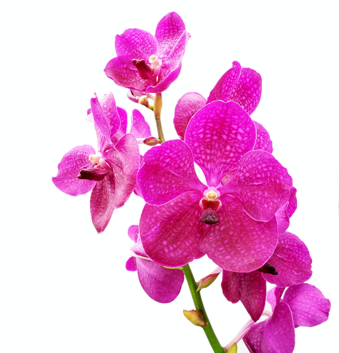 Vanda Manuvadee Pink