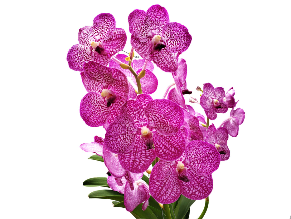 Vanda Noppadel Delight