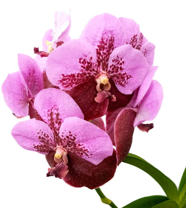 Vanda Pompimol x Thavasuksa.