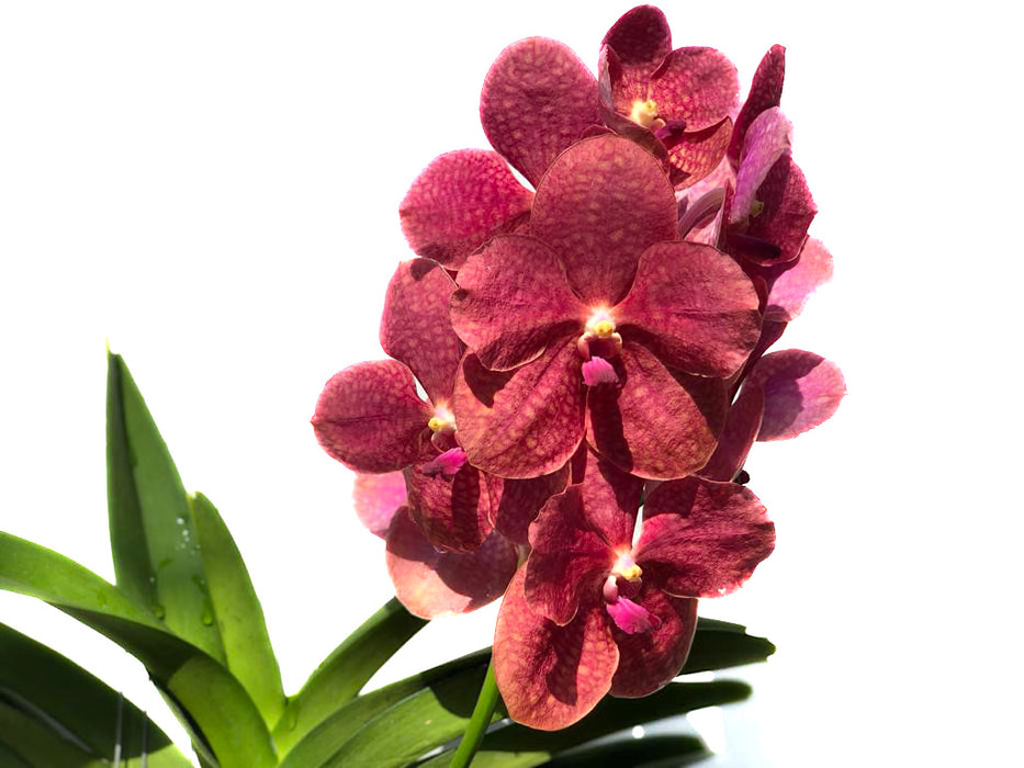 Vanda Sunray x Charles Goodfellow