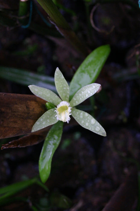 Vanilla planifolia