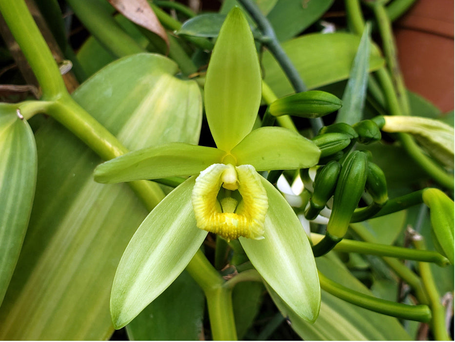 Vanilla planifolia variegada