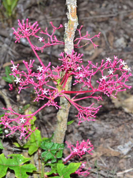 Vasconcellea parviflora