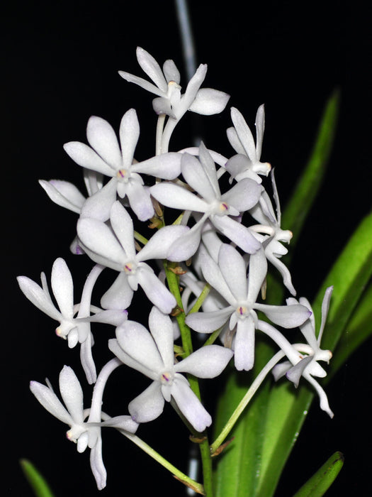 Vascostylis Pine River Blue