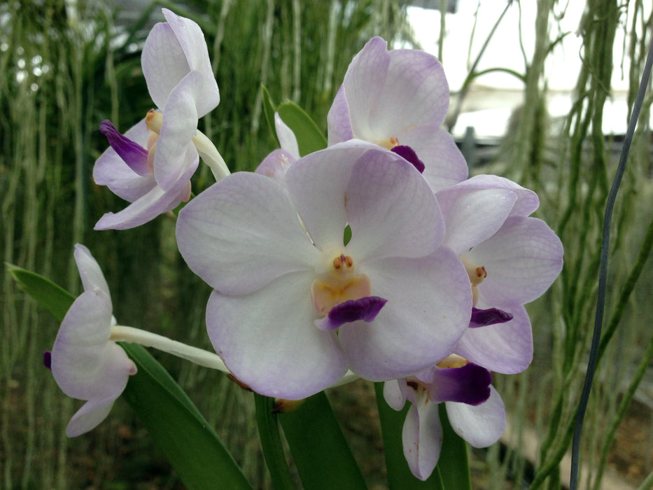 Vascostylis Viboon Velvet