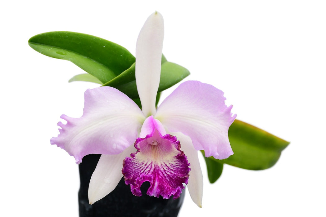 Rhyncholaeliocattleya Maria Brown