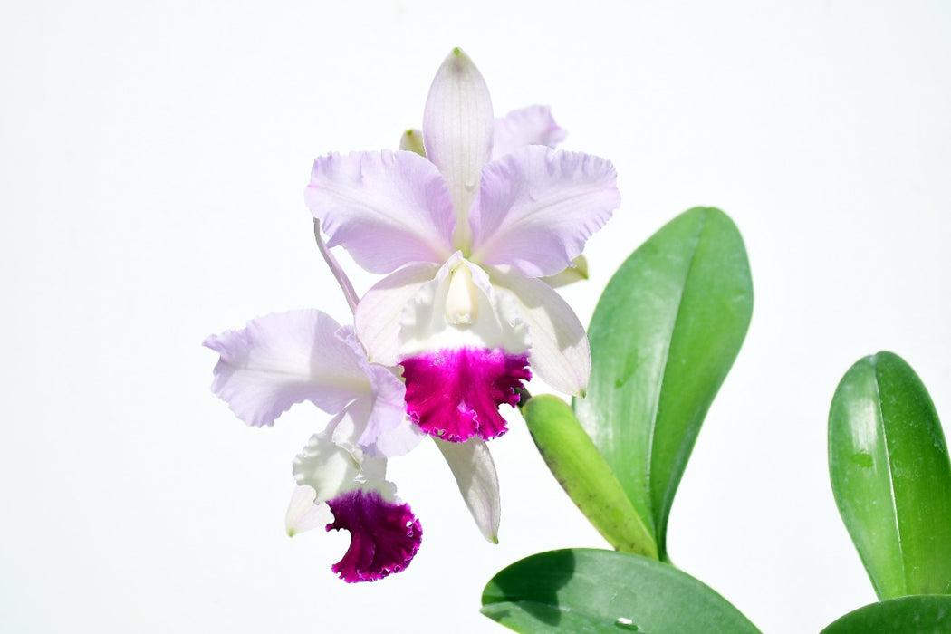 Rhyncholaeliocattleya Guillermo Lasso