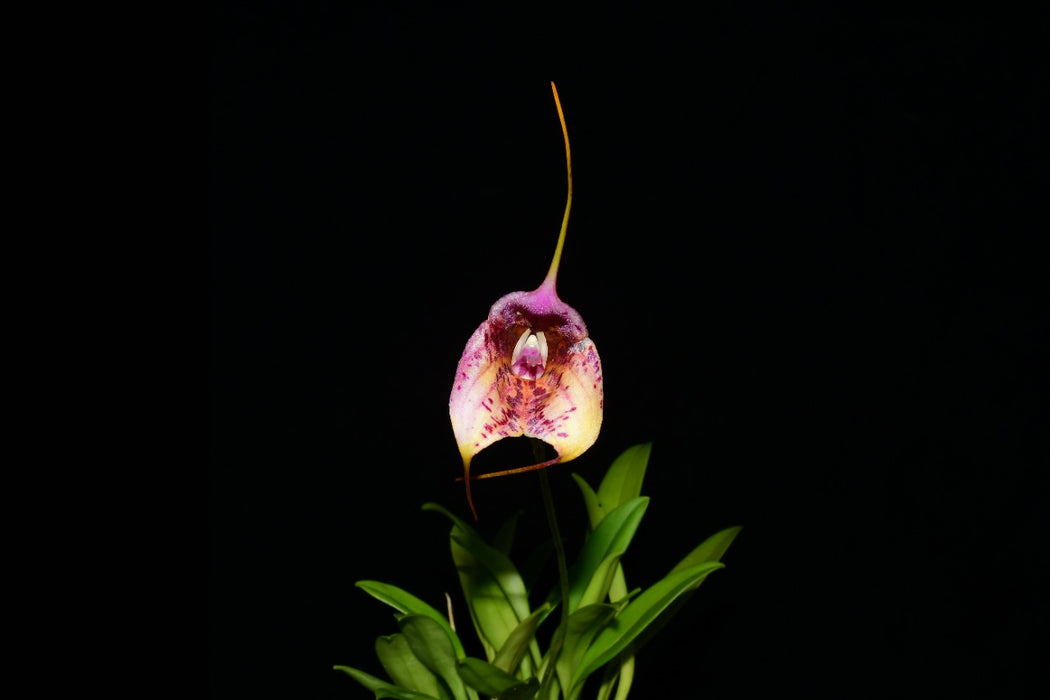 Masdevallia Chaparana Ecuagenera