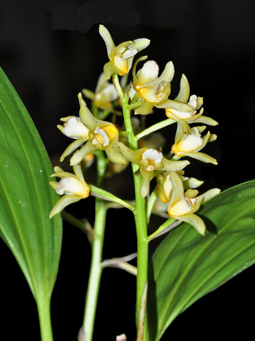 Xylobium pallidiflorum