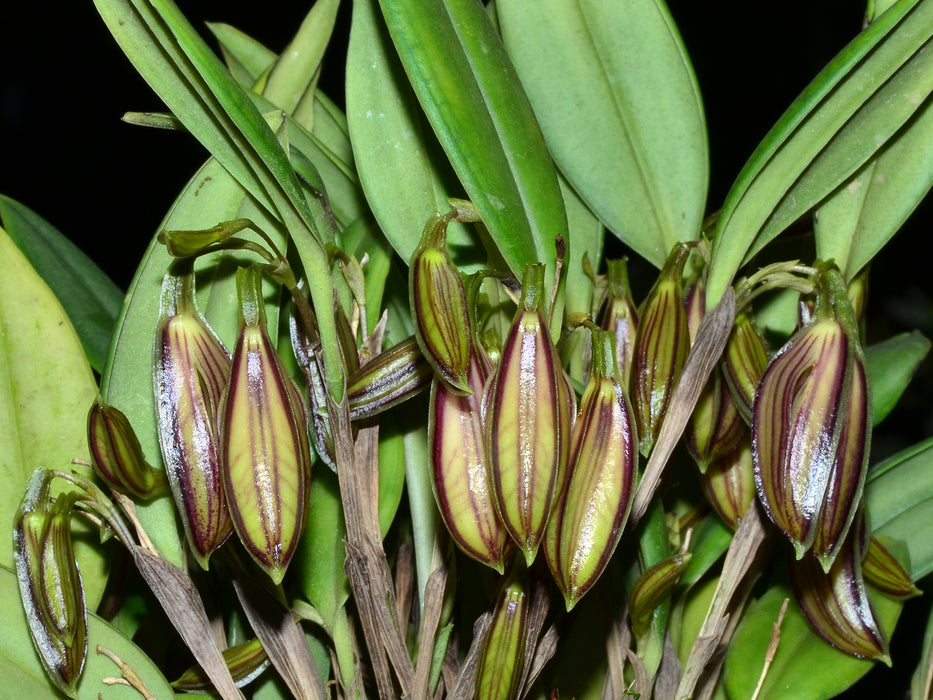 Zootrophion oblongifolium