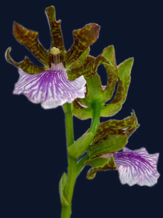 Zygopetalum maculatum