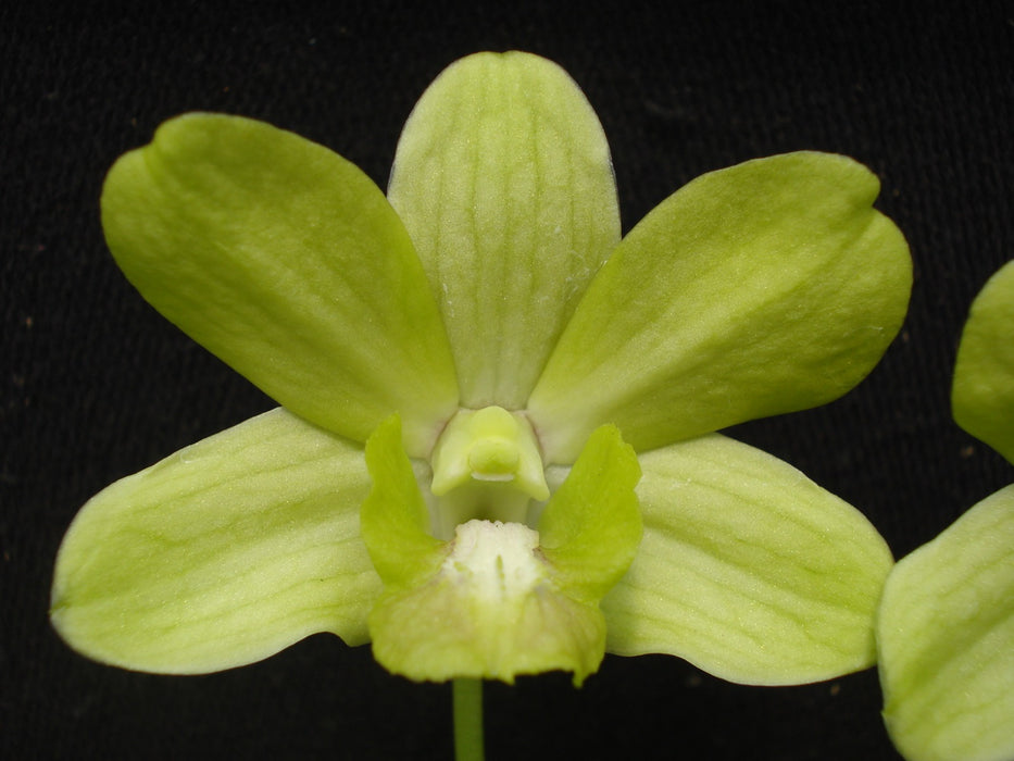 Dendrobium Mary Trouse-anching Lubag