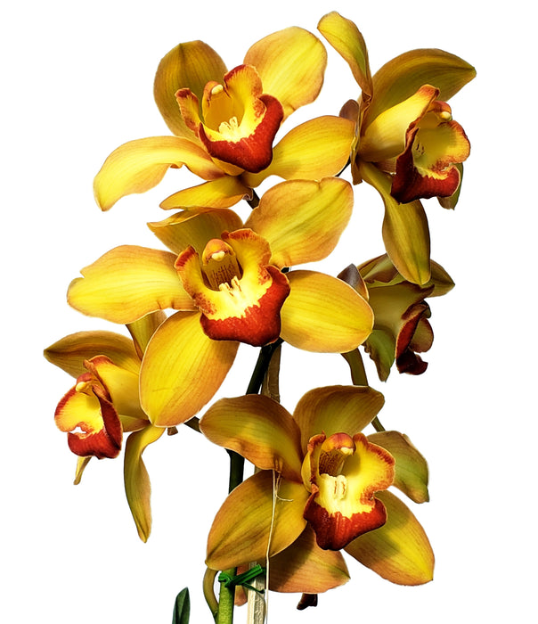 Cymbidium Sun Shine