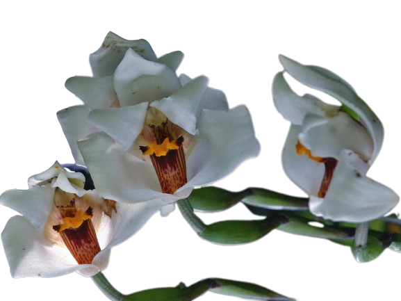 Maxillaria nutans